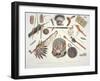 Indian Utensils and Arms, Engraved by Du Casse, Published in 1841-Karl Bodmer-Framed Giclee Print