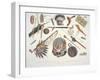 Indian Utensils and Arms, Engraved by Du Casse, Published in 1841-Karl Bodmer-Framed Giclee Print