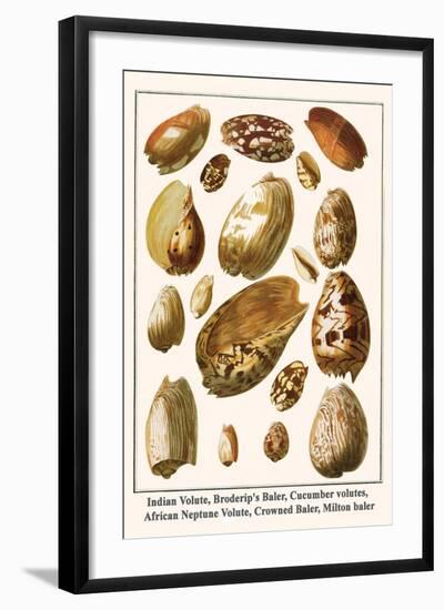 Indian Volute, Broderip's Baler, Cucumber Volutes, African Neptune Volute, Crowned Baler, etc.-Albertus Seba-Framed Art Print