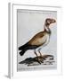 Indian Vulture or King of Vultures (Vultur Edw Elegans)-null-Framed Giclee Print