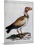 Indian Vulture or King of Vultures (Vultur Edw Elegans)-null-Mounted Giclee Print