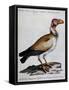 Indian Vulture or King of Vultures (Vultur Edw Elegans)-null-Framed Stretched Canvas