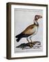 Indian Vulture or King of Vultures (Vultur Edw Elegans)-null-Framed Giclee Print