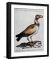 Indian Vulture or King of Vultures (Vultur Edw Elegans)-null-Framed Giclee Print