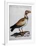 Indian Vulture or King of Vultures (Vultur Edw Elegans)-null-Framed Giclee Print