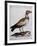 Indian Vulture or King of Vultures (Vultur Edw Elegans)-null-Framed Giclee Print