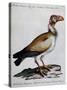 Indian Vulture or King of Vultures (Vultur Edw Elegans)-null-Stretched Canvas