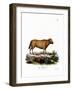 Indian Water Buffalo-null-Framed Giclee Print