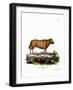 Indian Water Buffalo-null-Framed Giclee Print