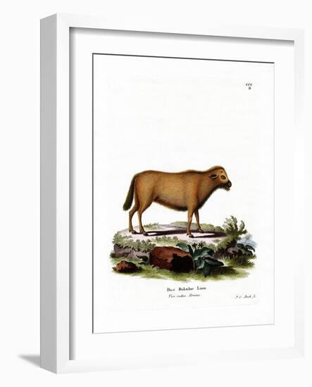 Indian Water Buffalo-null-Framed Giclee Print