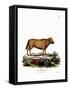Indian Water Buffalo-null-Framed Stretched Canvas