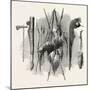 Indian Weapons; Spear, Axe, Bow and Arrow, USA, 1870S-null-Mounted Giclee Print