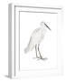 Indian White Heron-Maria Mendez-Framed Giclee Print