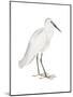 Indian White Heron-Maria Mendez-Mounted Giclee Print