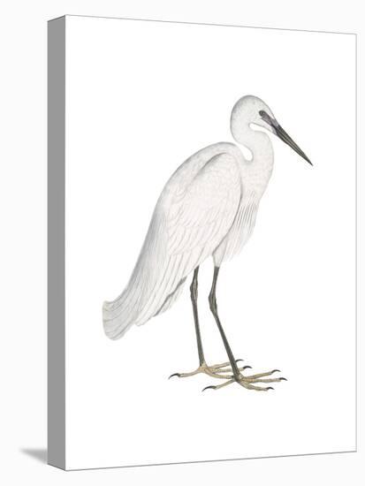 Indian White Heron-Maria Mendez-Stretched Canvas