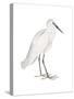 Indian White Heron-Maria Mendez-Stretched Canvas