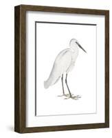 Indian White Heron-Maria Mendez-Framed Art Print