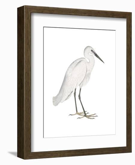 Indian White Heron-Maria Mendez-Framed Art Print