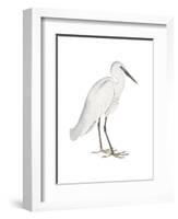 Indian White Heron-Maria Mendez-Framed Art Print