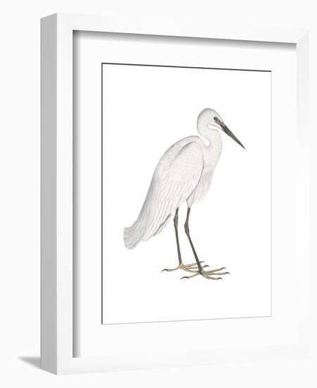 Indian White Heron-Maria Mendez-Framed Art Print