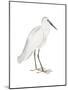 Indian White Heron-Maria Mendez-Mounted Art Print