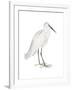 Indian White Heron-Maria Mendez-Framed Art Print