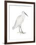 Indian White Heron-Maria Mendez-Framed Art Print