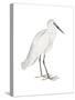 Indian White Heron-Maria Mendez-Stretched Canvas