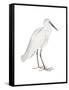 Indian White Heron-Maria Mendez-Framed Stretched Canvas