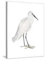 Indian White Heron-Maria Mendez-Stretched Canvas