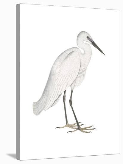 Indian White Heron-Maria Mendez-Stretched Canvas