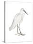 Indian White Heron-Maria Mendez-Stretched Canvas