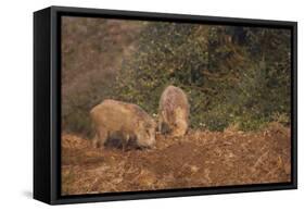 Indian Wild Boar (Sus Scrofa Cristatus), Ranthambore National Park, Rajasthan, India, Asia-Peter Barritt-Framed Stretched Canvas