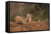 Indian Wild Boar (Sus Scrofa Cristatus), Ranthambore National Park, Rajasthan, India, Asia-Peter Barritt-Framed Stretched Canvas