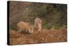 Indian Wild Boar (Sus Scrofa Cristatus), Ranthambore National Park, Rajasthan, India, Asia-Peter Barritt-Stretched Canvas