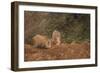 Indian Wild Boar (Sus Scrofa Cristatus), Ranthambore National Park, Rajasthan, India, Asia-Peter Barritt-Framed Photographic Print