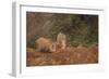 Indian Wild Boar (Sus Scrofa Cristatus), Ranthambore National Park, Rajasthan, India, Asia-Peter Barritt-Framed Photographic Print