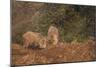 Indian Wild Boar (Sus Scrofa Cristatus), Ranthambore National Park, Rajasthan, India, Asia-Peter Barritt-Mounted Photographic Print