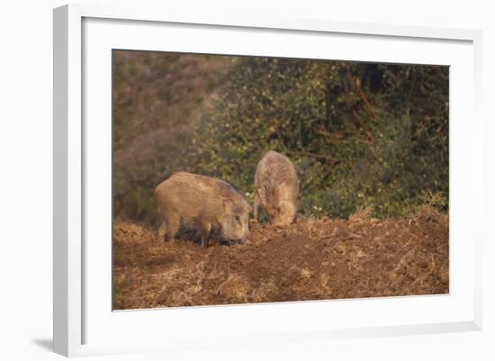 Indian Wild Boar (Sus Scrofa Cristatus), Ranthambore National Park, Rajasthan, India, Asia-Peter Barritt-Framed Photographic Print