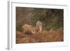Indian Wild Boar (Sus Scrofa Cristatus), Ranthambore National Park, Rajasthan, India, Asia-Peter Barritt-Framed Photographic Print