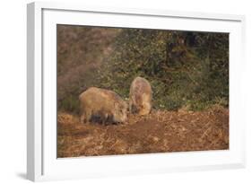 Indian Wild Boar (Sus Scrofa Cristatus), Ranthambore National Park, Rajasthan, India, Asia-Peter Barritt-Framed Photographic Print