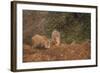 Indian Wild Boar (Sus Scrofa Cristatus), Ranthambore National Park, Rajasthan, India, Asia-Peter Barritt-Framed Photographic Print