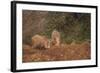 Indian Wild Boar (Sus Scrofa Cristatus), Ranthambore National Park, Rajasthan, India, Asia-Peter Barritt-Framed Photographic Print