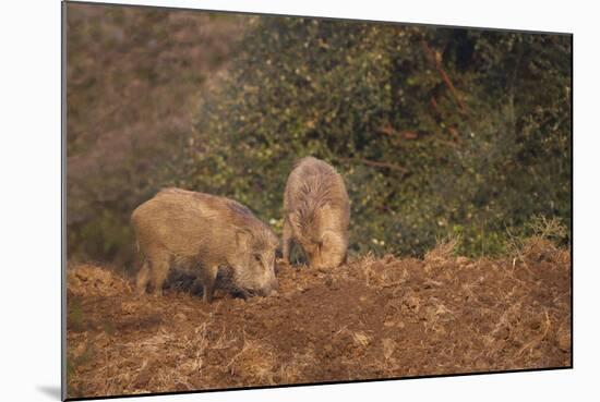 Indian Wild Boar (Sus Scrofa Cristatus), Ranthambore National Park, Rajasthan, India, Asia-Peter Barritt-Mounted Photographic Print