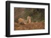 Indian Wild Boar (Sus Scrofa Cristatus), Ranthambore National Park, Rajasthan, India, Asia-Peter Barritt-Framed Photographic Print