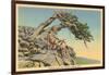 Indian with Bent Pine, Glacier Park, Montana-null-Framed Art Print