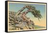Indian with Bent Pine, Glacier Park, Montana-null-Framed Stretched Canvas