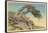 Indian with Bent Pine, Glacier Park, Montana-null-Framed Stretched Canvas