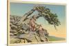 Indian with Bent Pine, Glacier Park, Montana-null-Stretched Canvas