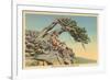 Indian with Bent Pine, Glacier Park, Montana-null-Framed Premium Giclee Print